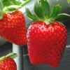 berry-fusanoka.jpg