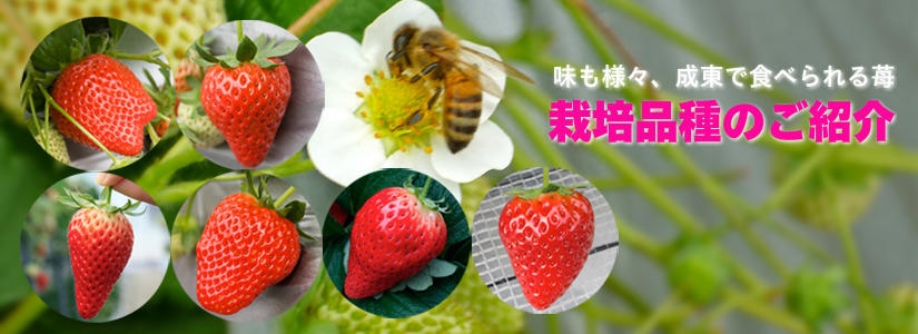 味も様々、成東で食べられる苺栽培品種のご紹介