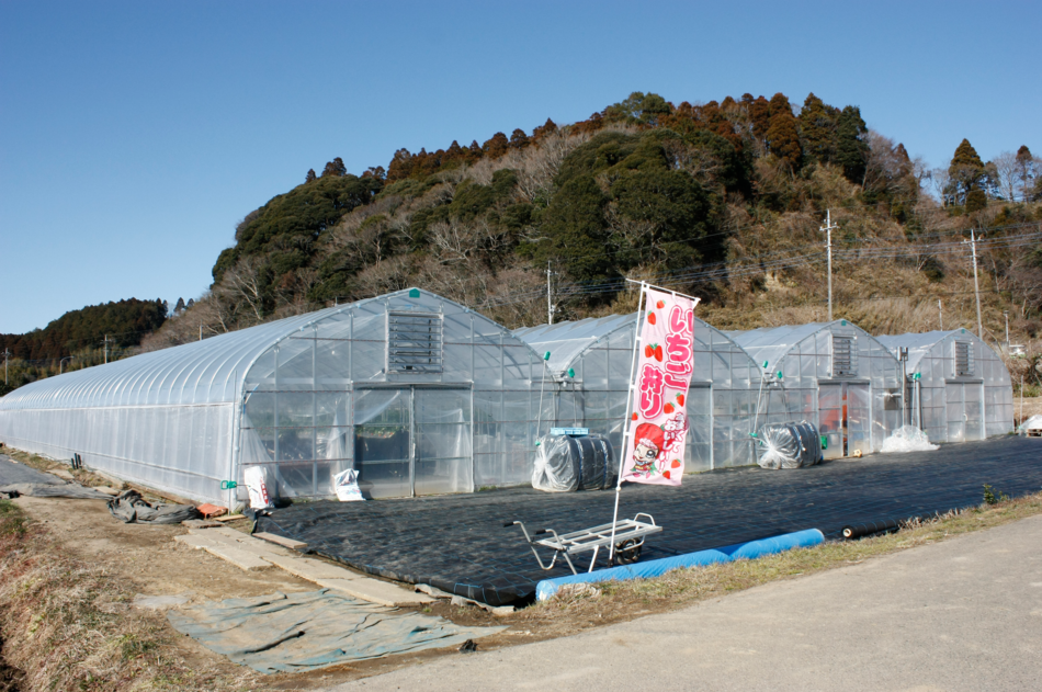 相葉苺園苺狩りハウス