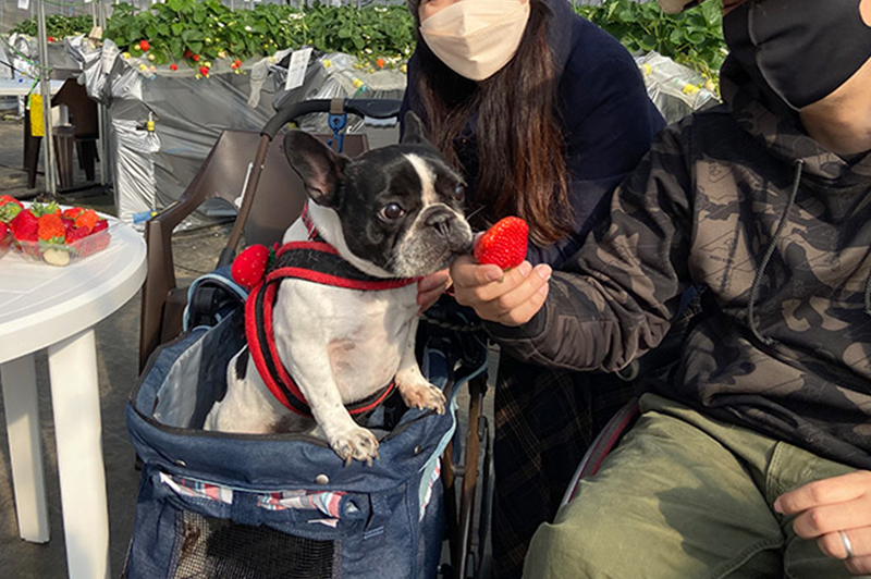 ペット同伴の苺狩り