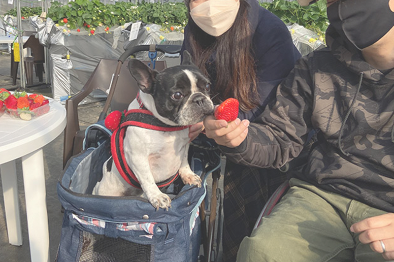 ペット同伴の苺狩り