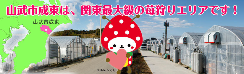 山武市成東は、関東最大級の苺狩りエリアです！