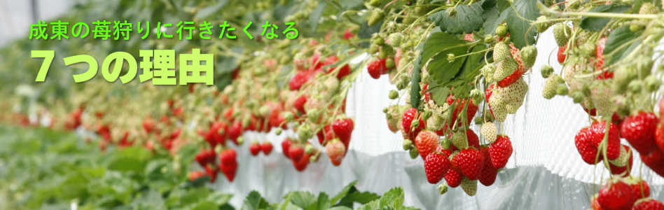 成東の苺狩りに行きたくなる７つの理由