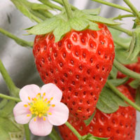 桜香（おうか）