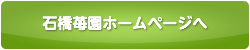 石橋苺園ホームページへ