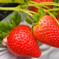 100％完熟イチゴ
