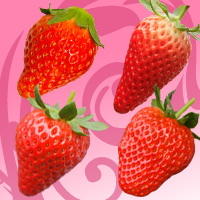 いろいろな品種のイチゴ