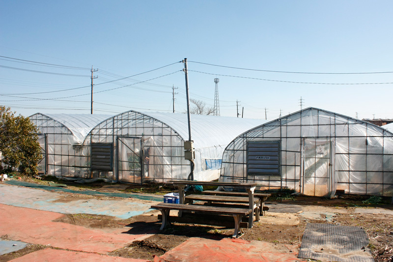 杉谷苺園苺狩りハウス