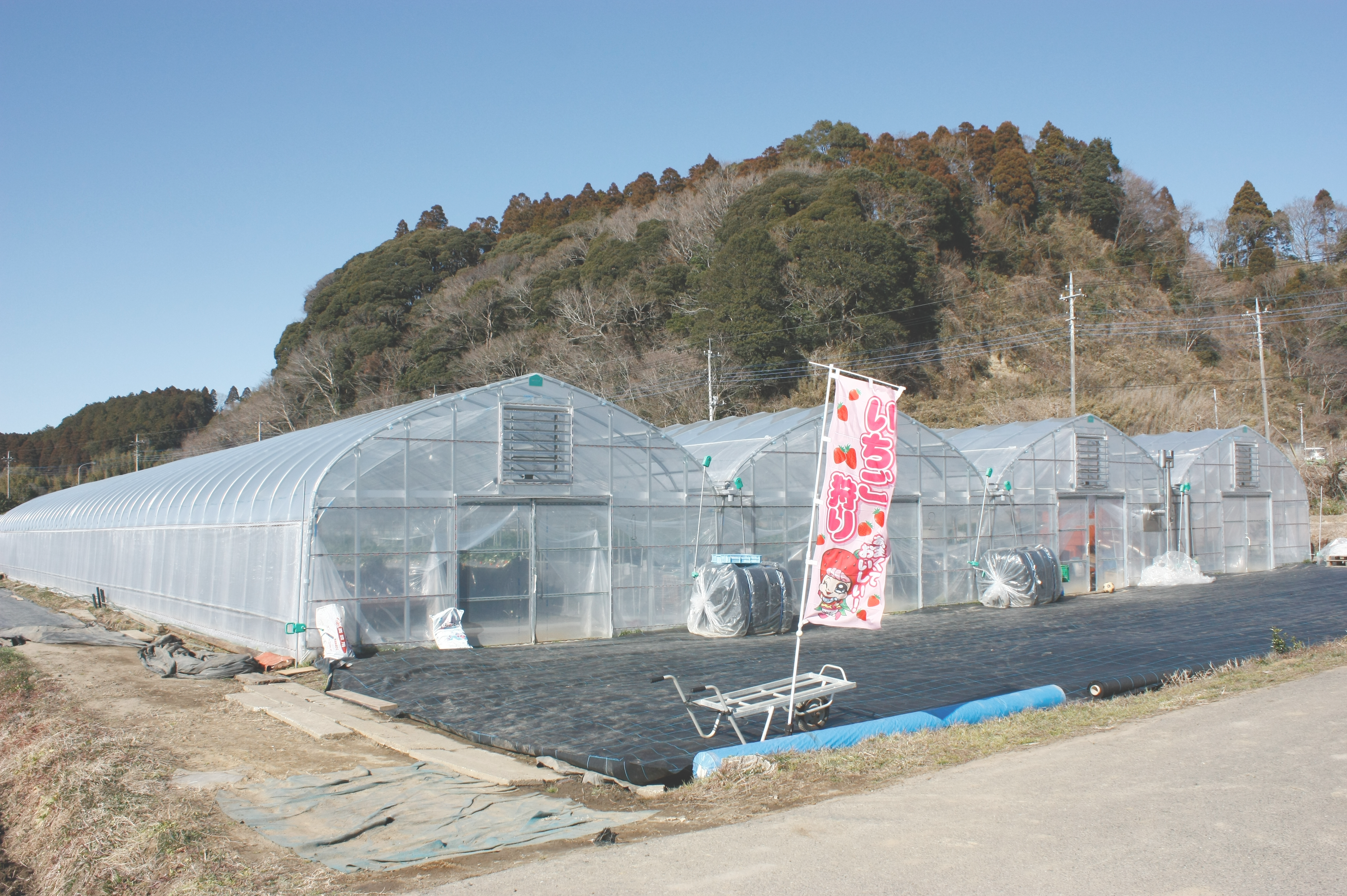 相葉苺園苺狩りハウス