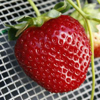 真紅の美鈴（黒苺）