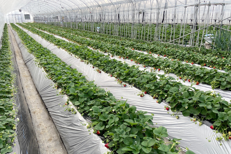 石橋苺園　土耕栽培