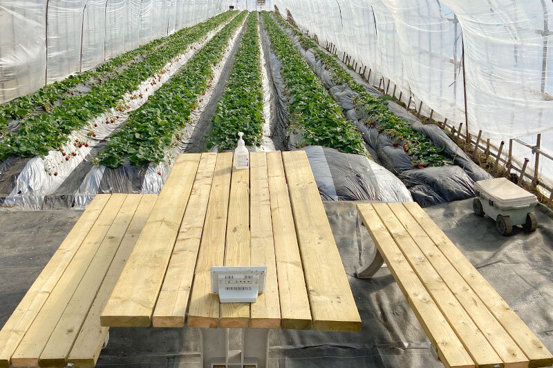 いちご狩りハウス内のベンチ