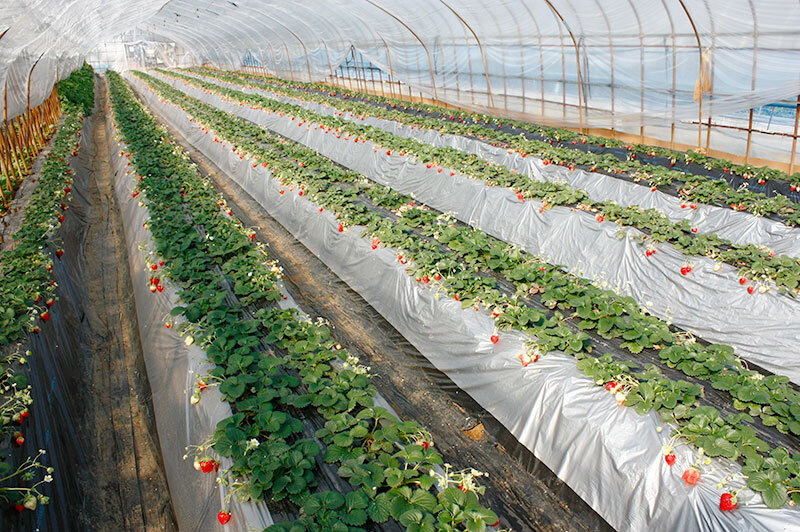 苺狩り土耕ハウス