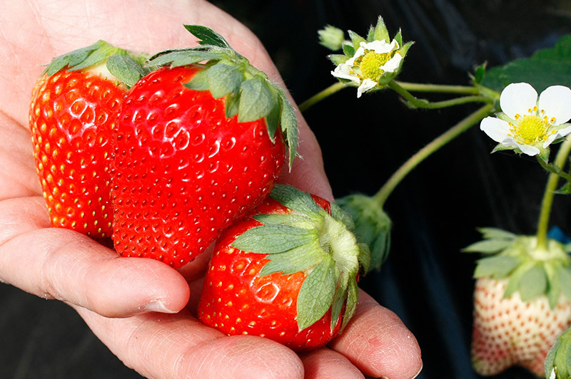 千葉品種ふさのか