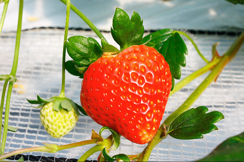 大粒の「恋みのり」