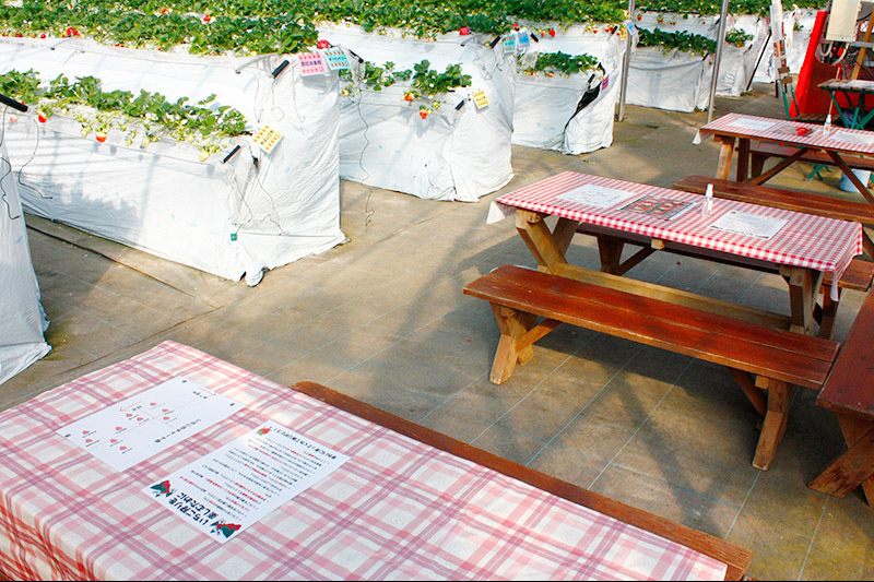 苺狩りハウス内の飲食席