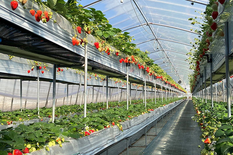 成東では珍しい上下２段式の高設栽培