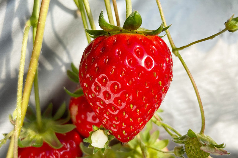 新品種 星うらら