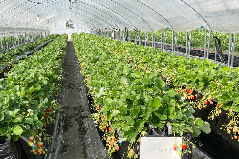 小安苺園高設ハウス