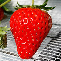 ほしのきらめき