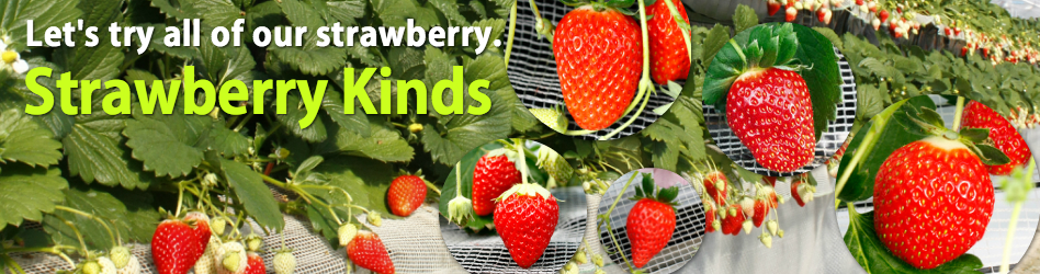 strawberry kinds