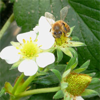 ミツバチと苺の花