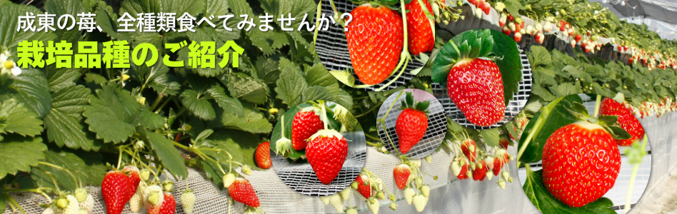 組合で栽培している苺品種のご紹介